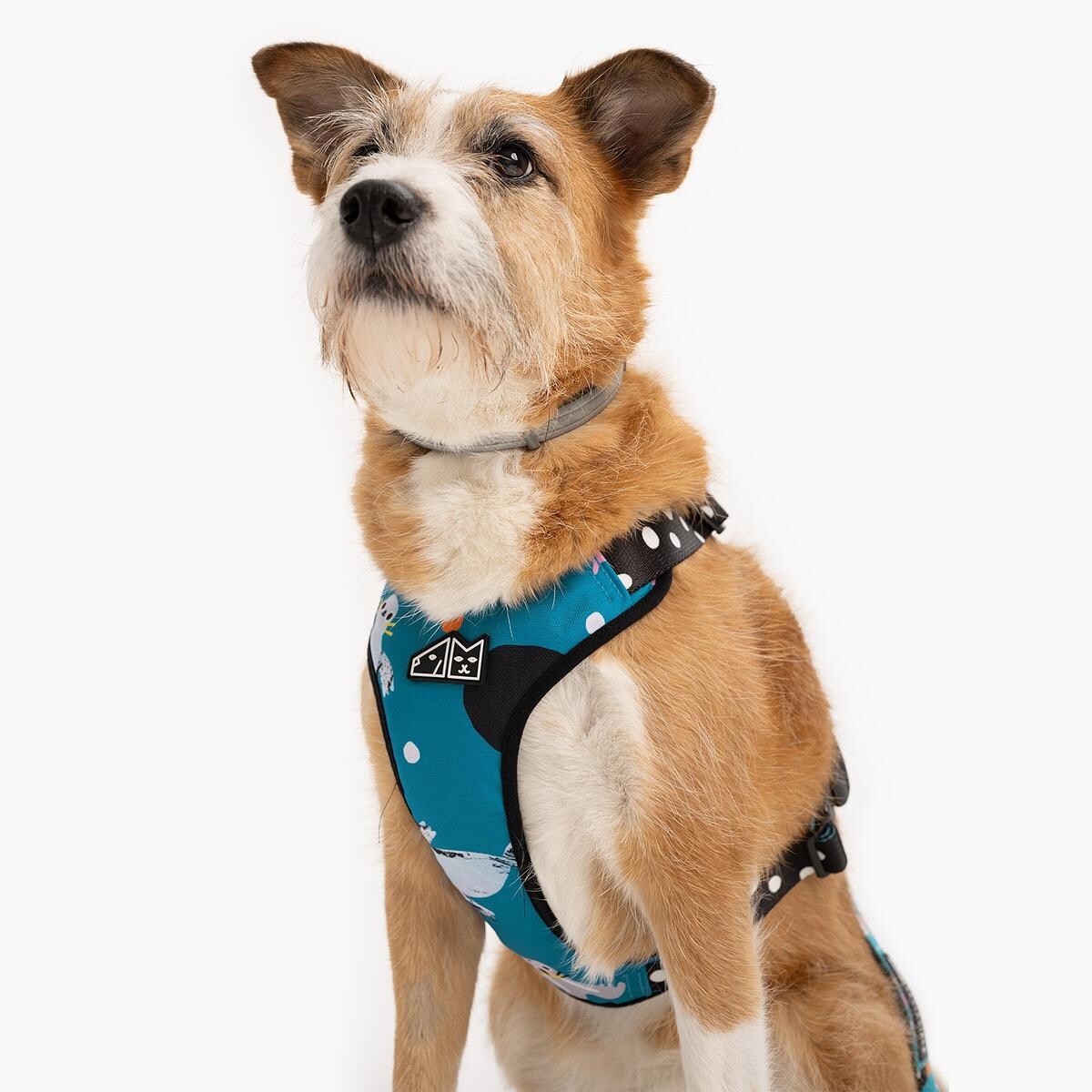 Szelki bezuciskowe dla psa lub kota "Łot de fok?" - Szerokość taśmy: 38mm, Rozmiar: M