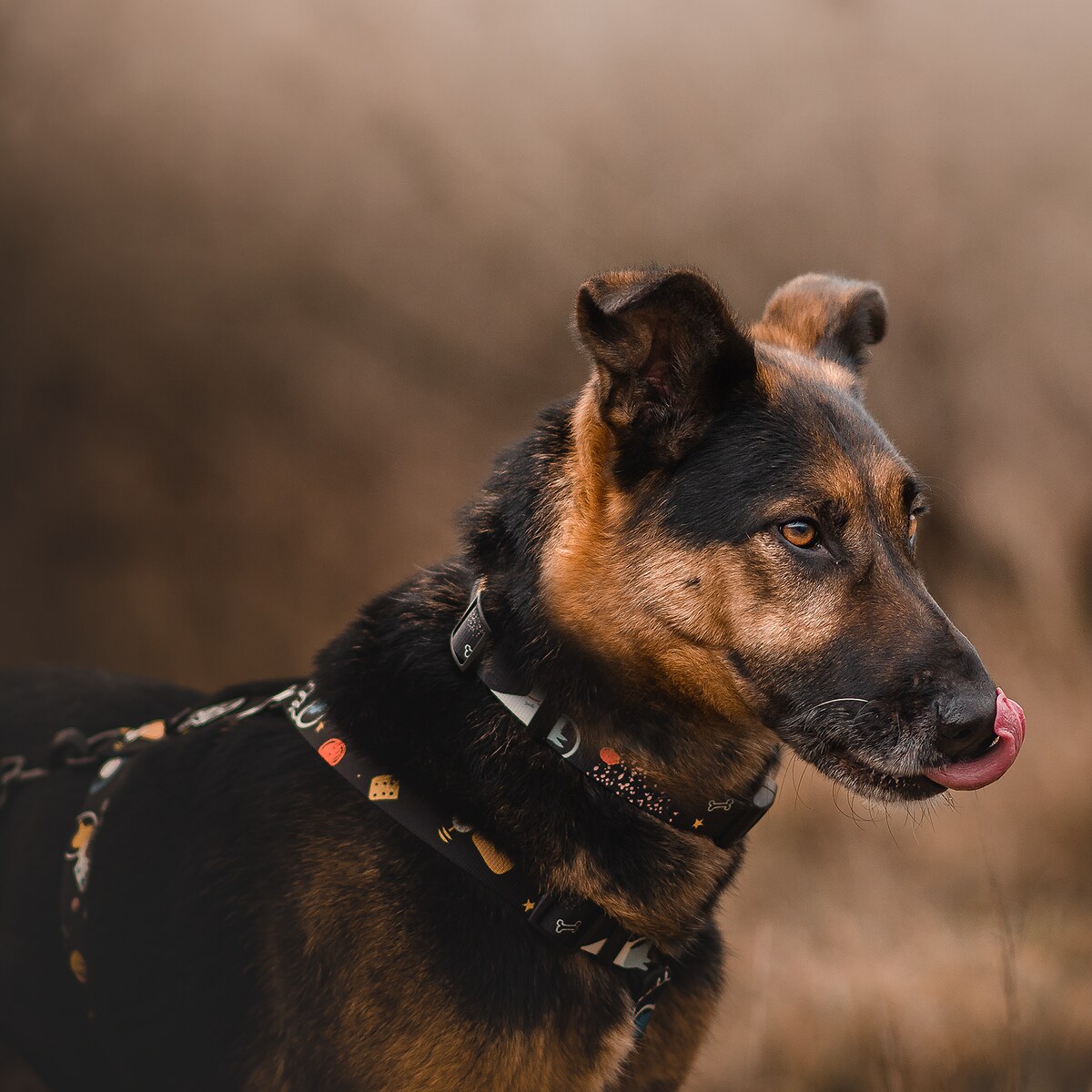 Obroża dla psa lub kota "I need space" - Szerokość taśmy: 38mm, Rozmiar: S