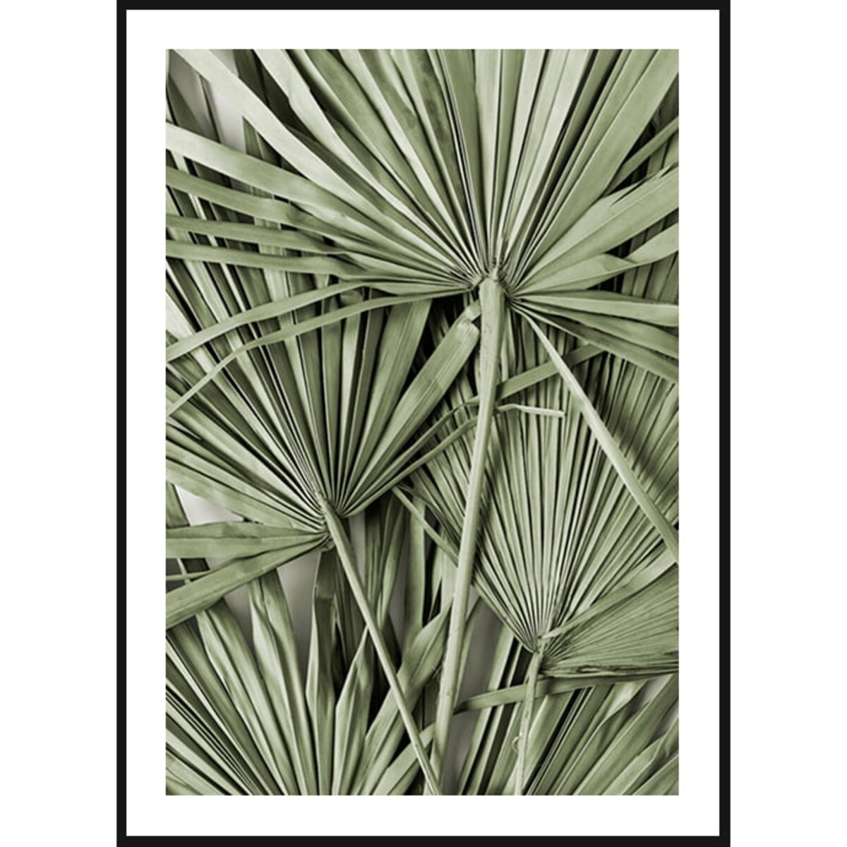 Poster Story, Plakat, Obraz - Zielone Liście Palmy, wymiary 60 x 84 cm