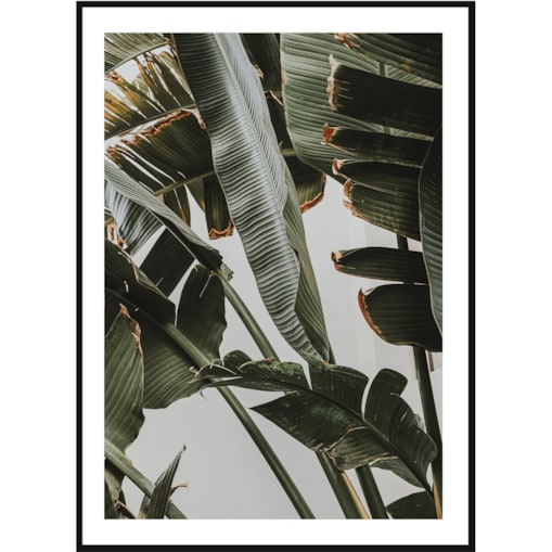 Poster Story, Plakat, Obraz - Liście Bananowca Musa No1, wymiary 21 x 30 cm