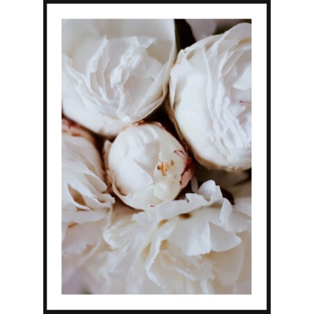 Poster Story, Plakat, Obraz - Białe Piwonie, wymiary 21 x 30 cm