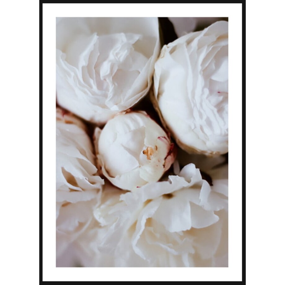 Poster Story, Plakat, Obraz - Białe Piwonie, wymiary 21 x 30 cm