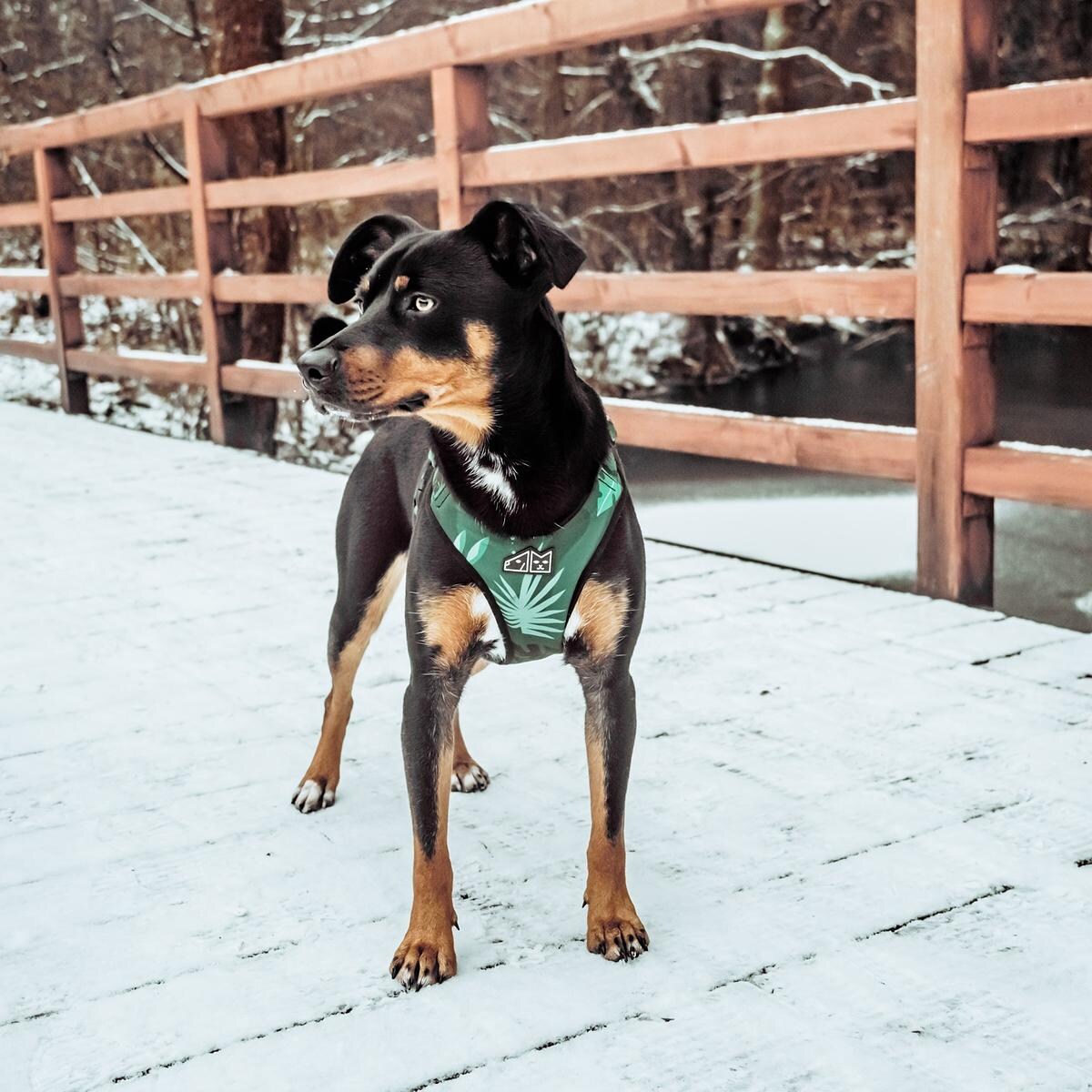 Szelki bezuciskowe dla psa lub kota "Welcome to the jungle" - Szerokość taśmy: 25mm, Rozmiar: L