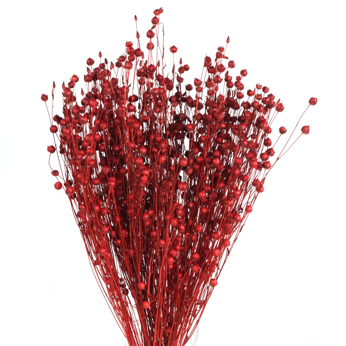 Suszony len czerwony - bukiet