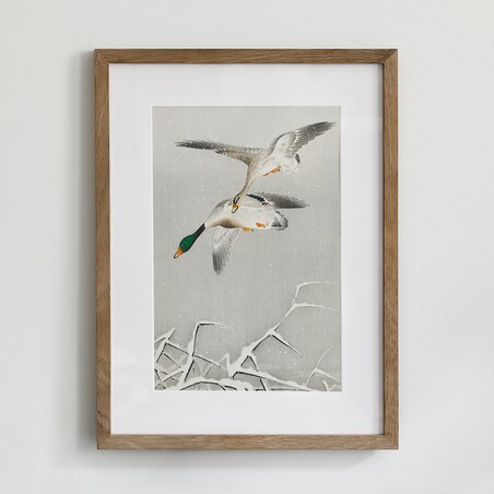 Plakat Kaczki w Locie 30x40cm