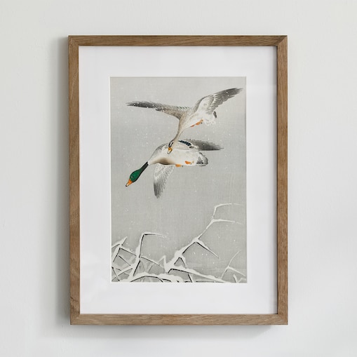 Plakat Kaczki w Locie 30x40cm