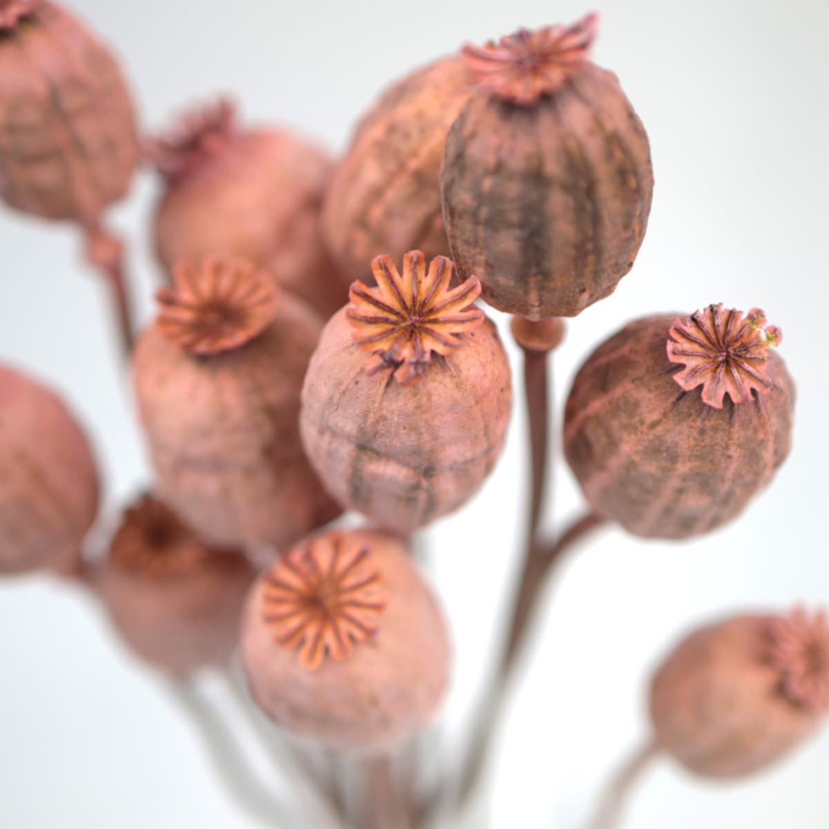 Suszone makówki różowe