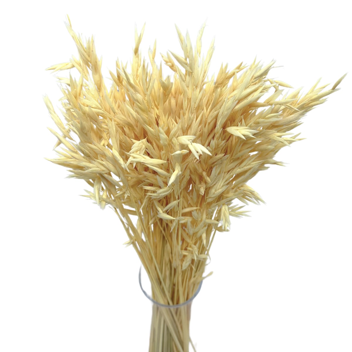 Suszony owies bielony - bukiet suszonego zboża 50szt.