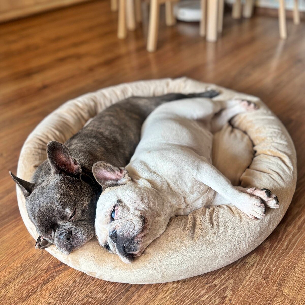 Pluszowe legowisko dla psa lub kota BUZZY, 60x55 cm, Beż