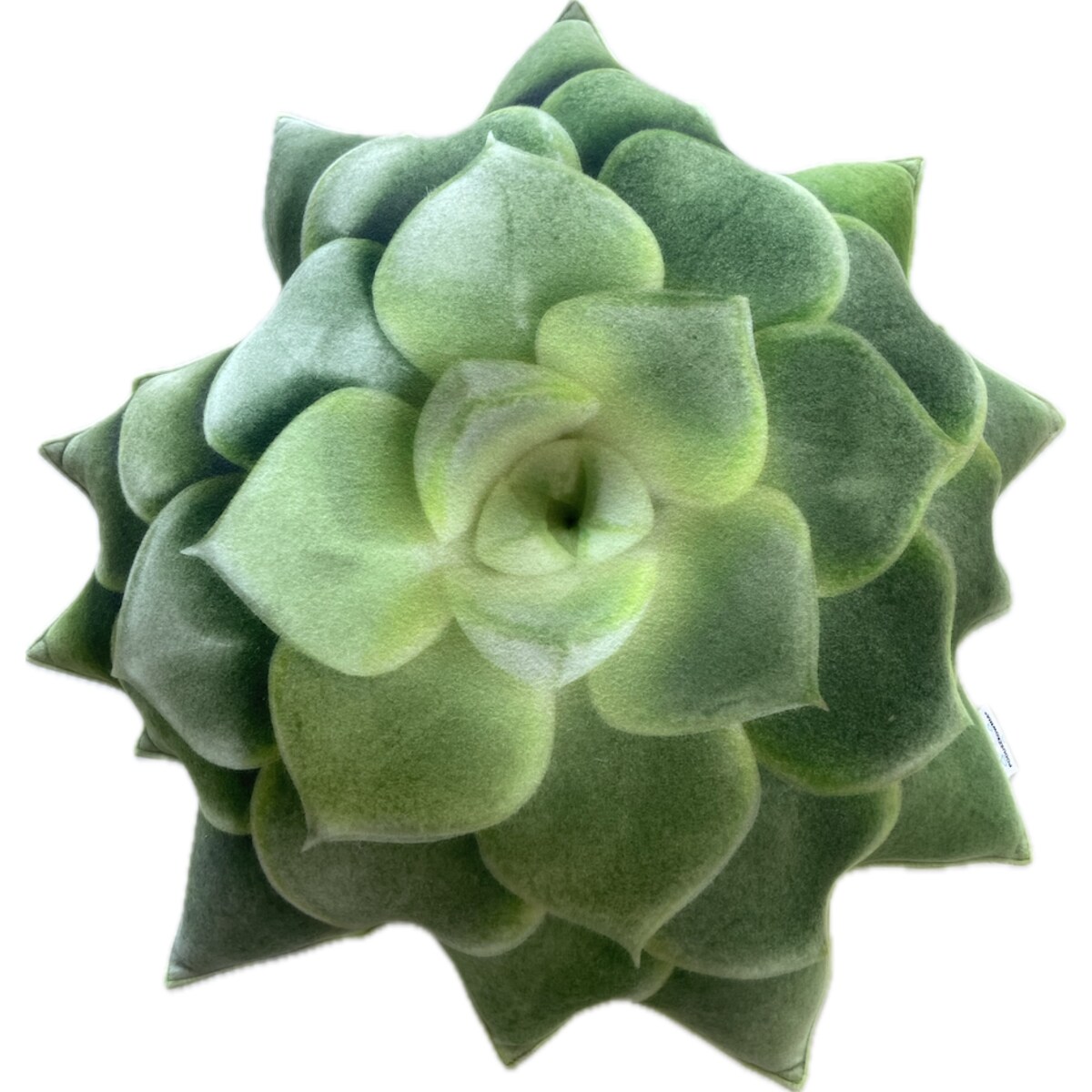 Poduszka duży Sukulent zielony Echeveria Eszeweria