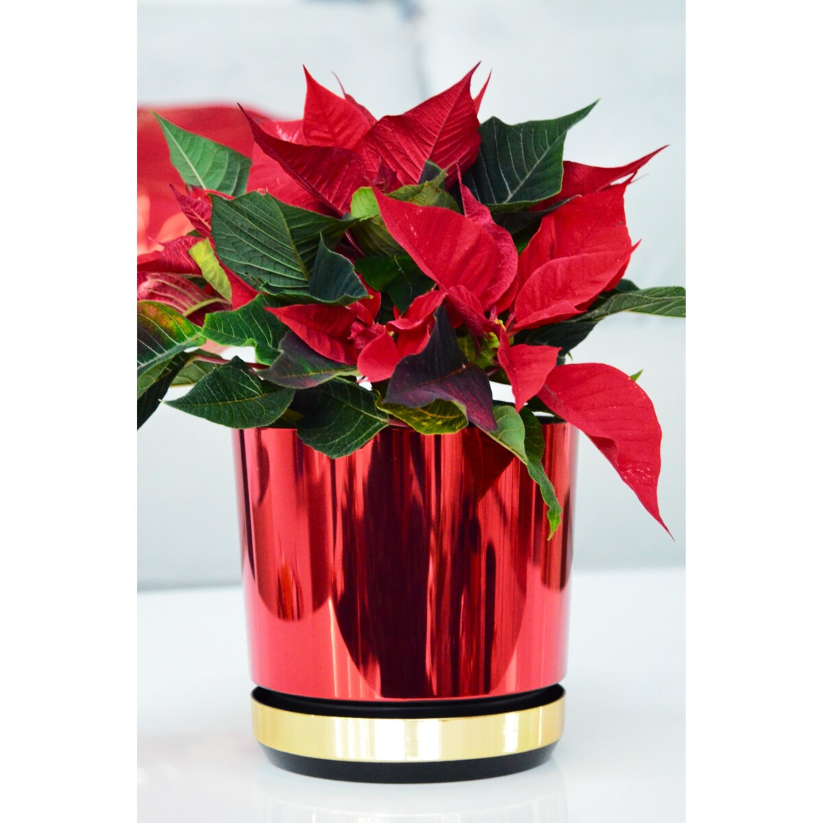 14 cm Doniczka z podstawką Czerwona + Złoty błyszczący wysoki połysk świąteczna do POINSECJI Gwiazdy Betlejemskiej dekoracja do stroików z drenażem wzór DUO/083/011