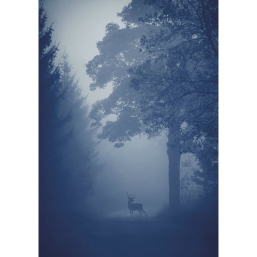 OBRAZ PODŚWIETLANY LED JELEŃ ramka srebrna CANVAS SLIM 40x50 cm + zasilacz