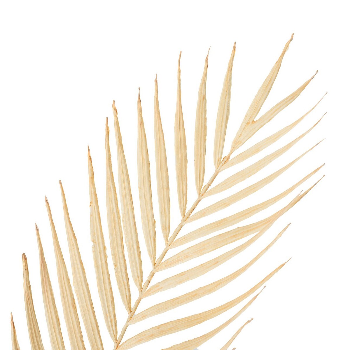 Gałązka Palmera 95 cm ecru, 22x1x95 cm