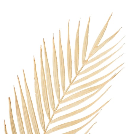Gałązka Palmera 95 cm ecru, 22x1x95 cm