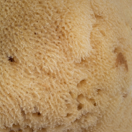 Naturalna gąbka morska (brązowa) - 9,5 cm 02F