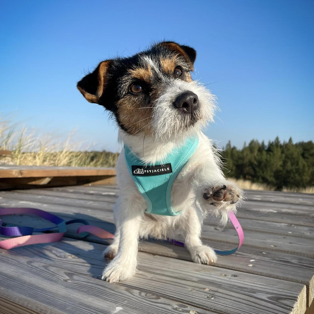 Szelki bezuciskowe dla psa lub kota "Under my ombrella" TURKUS - Szerokość taśmy: 38mm, Rozmiar: M