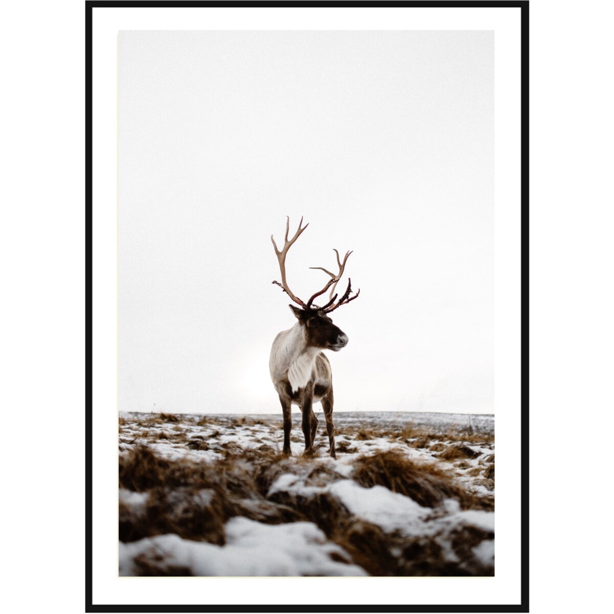 Poster Story, Plakat, Obraz - Renifer w Otoczeniu Śniegu, wymiary 21 x 30 cm