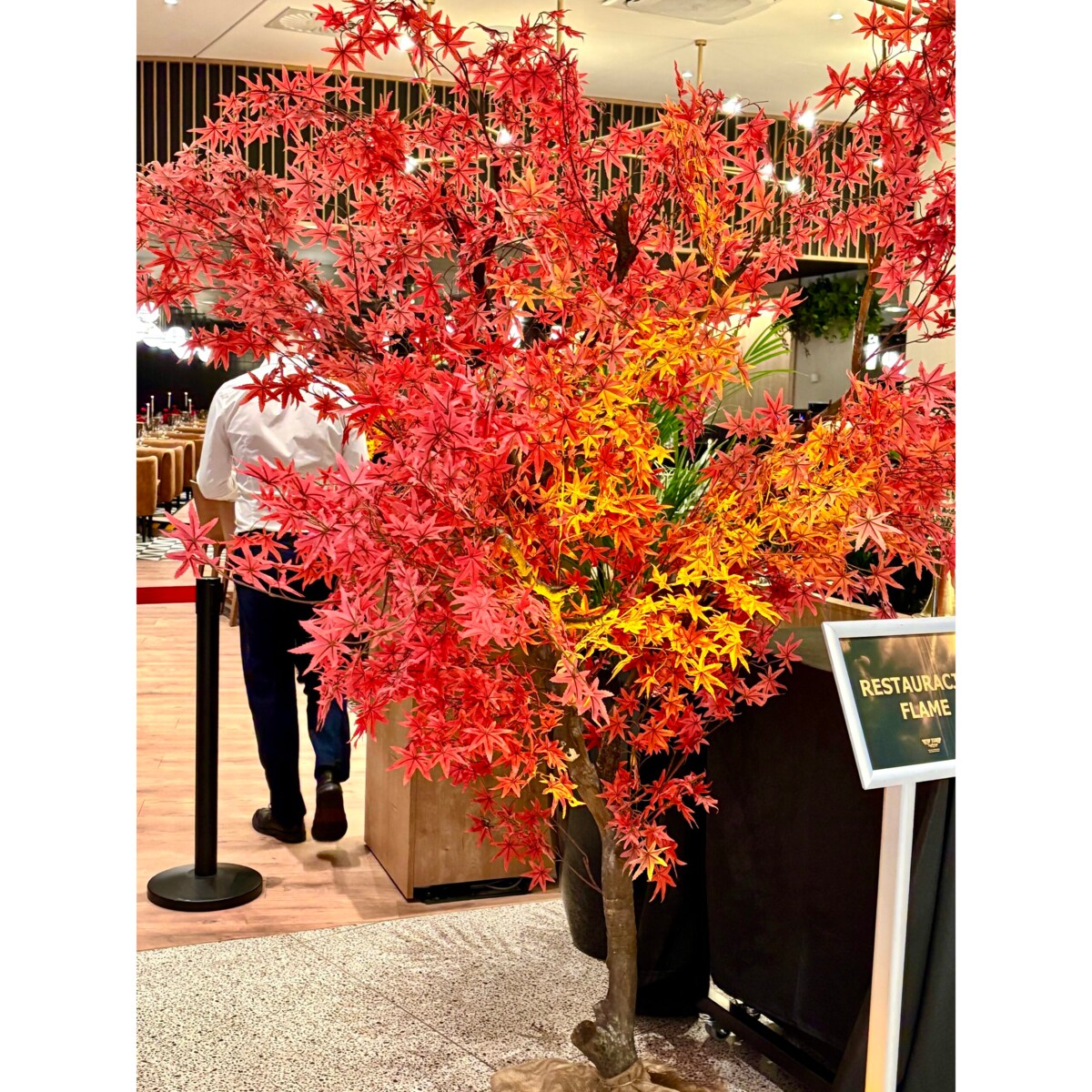 Drzewo klon palmowy z czerwonymi liśćmi na naturalnym pniu 250 cm x 250 cm