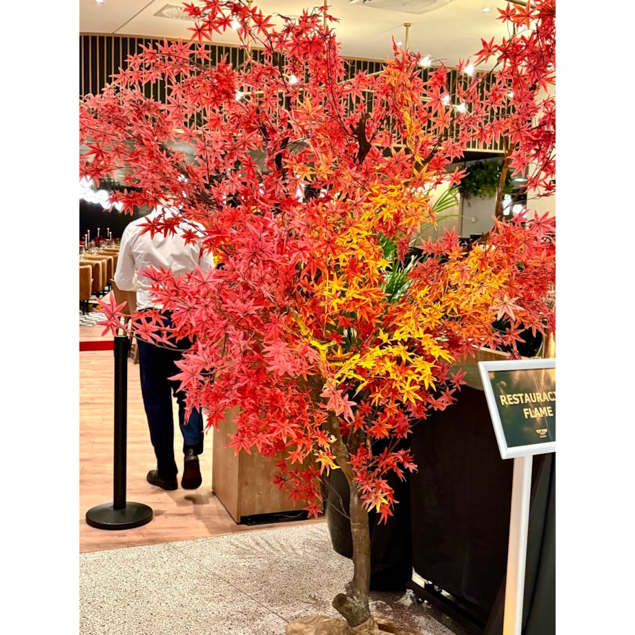 Drzewo klon palmowy z czerwonymi liśćmi na naturalnym pniu 250 cm x 250 cm