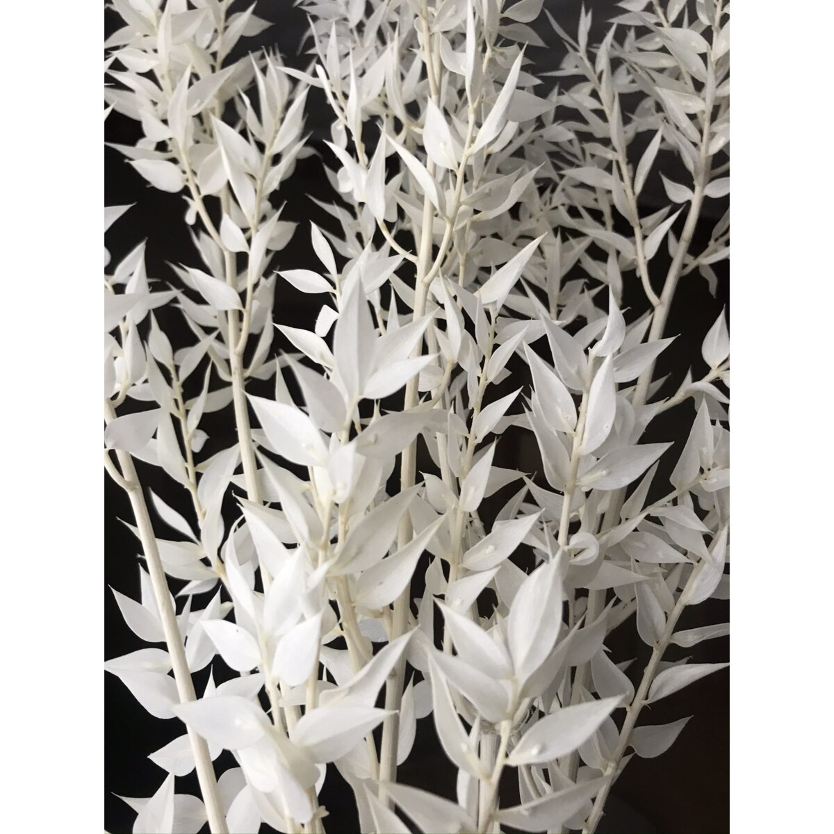 Stabilizowany ruskus bielony 5 gałązek