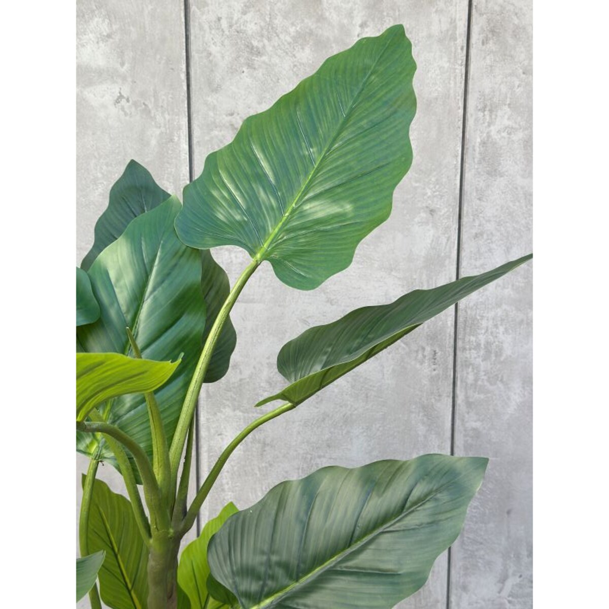 DRZEWKO FILODENDRON XXL