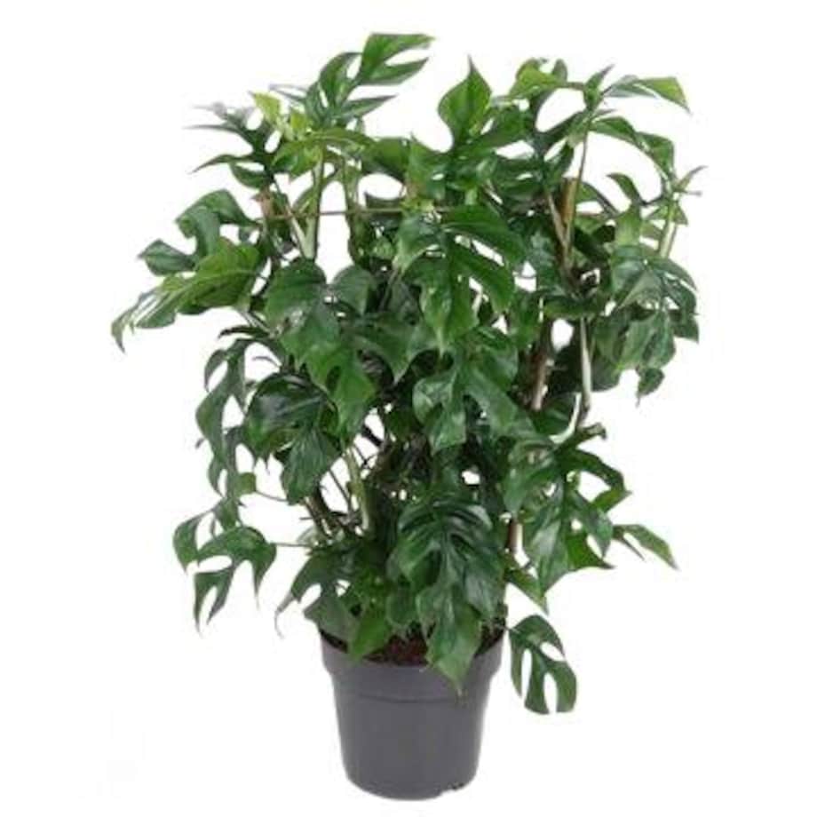 Monstera Minima – doniczka Ø 19 cm – wysokość 60 cm