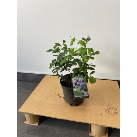 Borówka wysoka-Vaccinium Nelson Doniczka Ø 17 cm – Wysokość ok. 60 cm