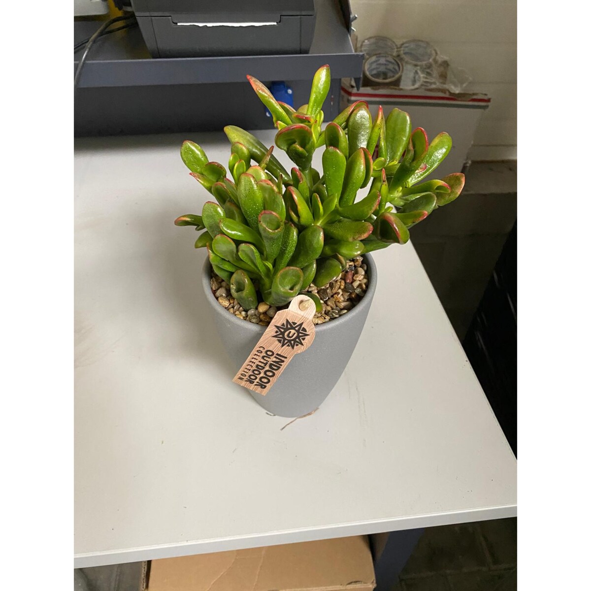 Crassula ovata Gollum| Uszy Shreka | Grubosz – Ø 13cm wysokość 22,5cm