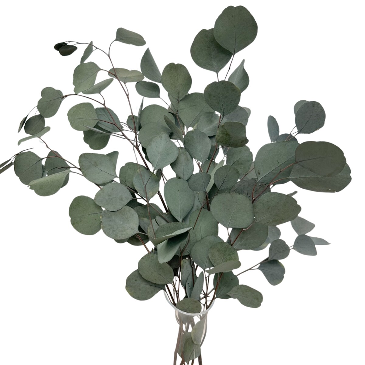 Eukaliptus Stabilizowany Populus