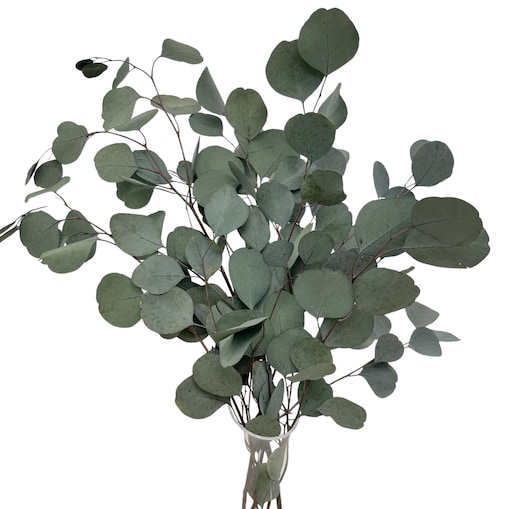 Eukaliptus Stabilizowany Populus