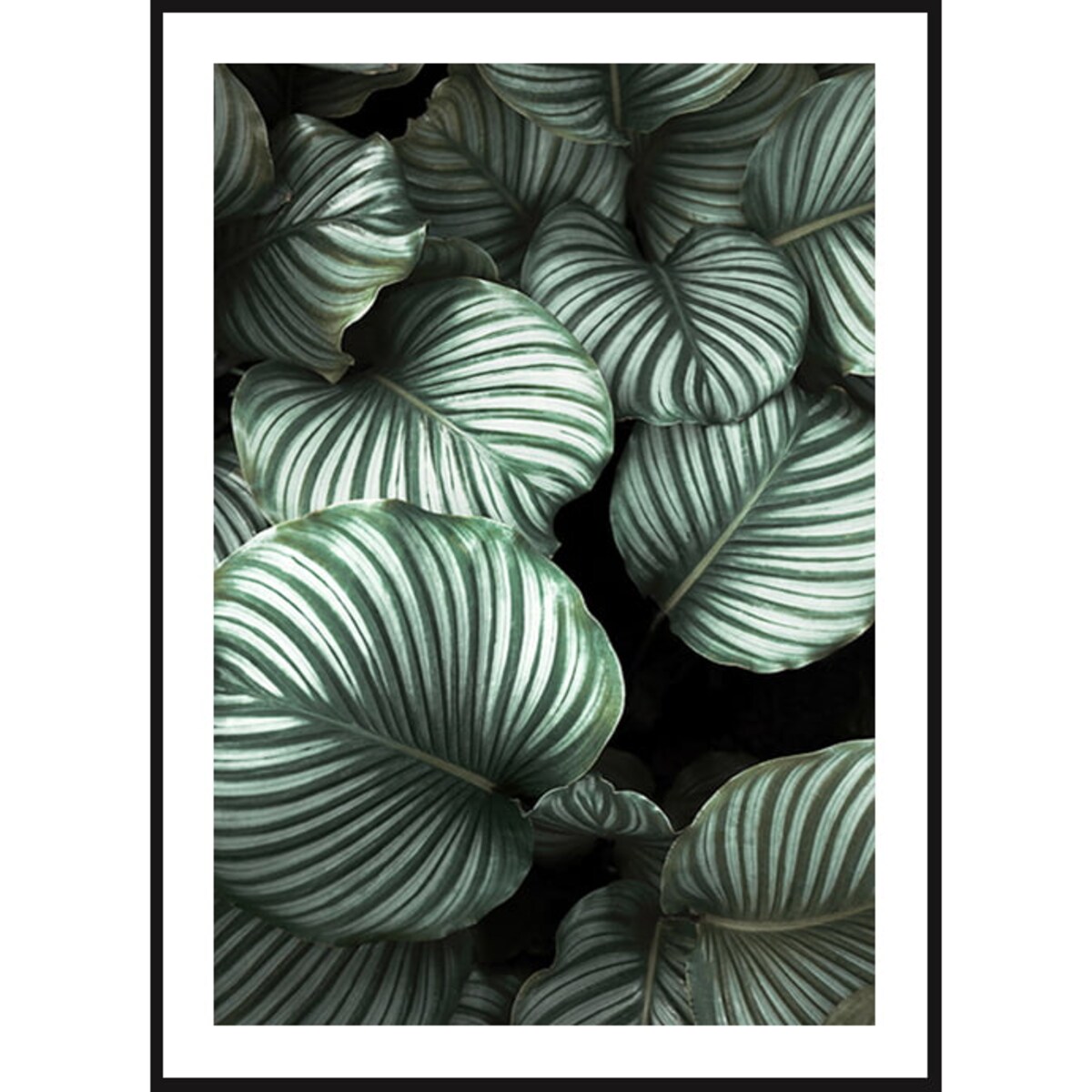 Poster Story, Plakat, Obraz - Tropikalne Liście, wymiary 42 x 60 cm