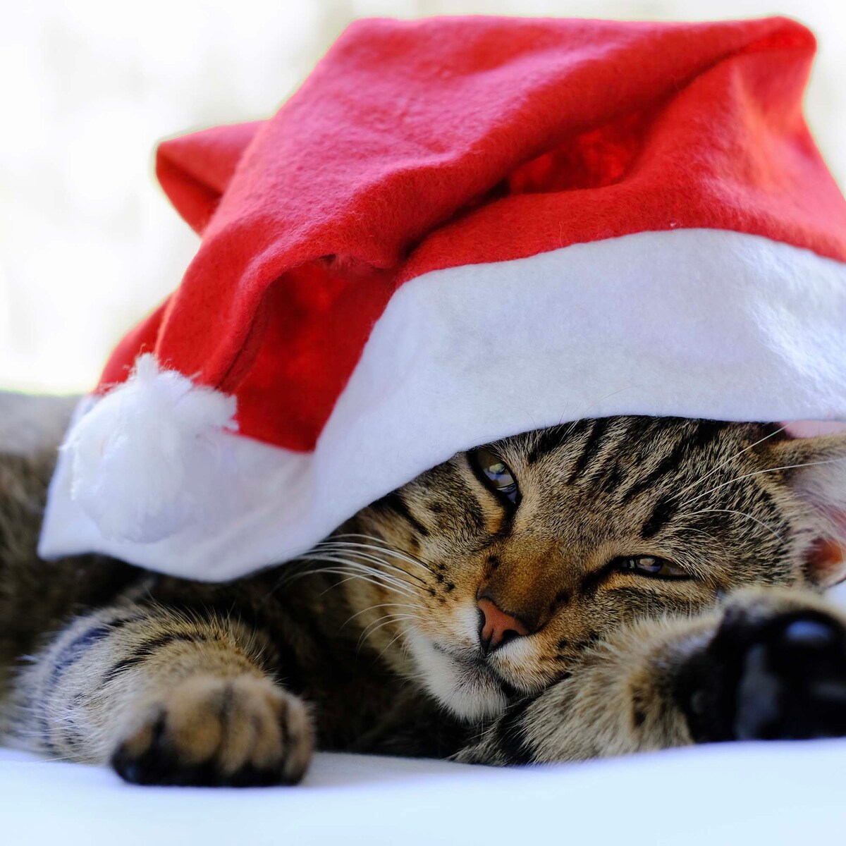 Czapka Mikołaja Mikołajki Świąteczna Z Dzwonkiem