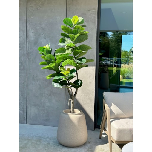 DUŻY FIKUS XXL - DEKORACJA INSPIROWANA NATURĄ