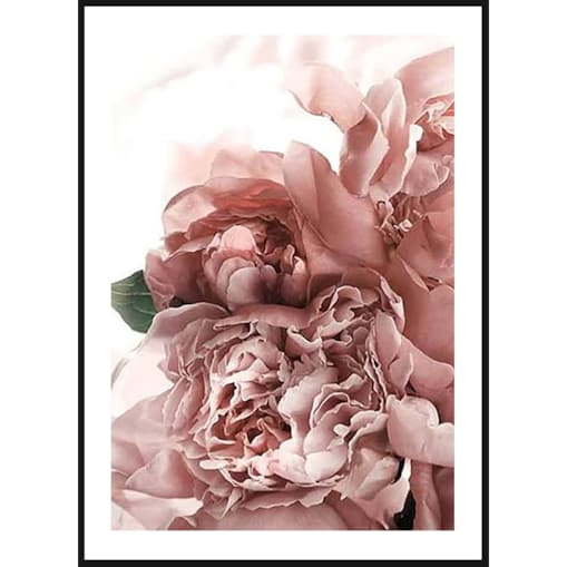 Poster Story, Plakat, Obraz - Różowe Piwonie w Rozkwicie, wymiary 21 x 30 cm