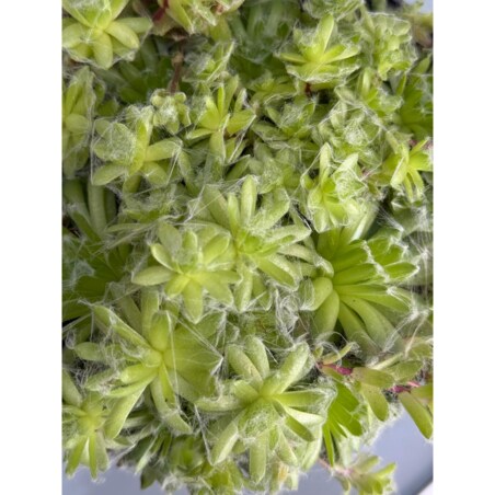 ROJNIK|Sempervivum doniczka 13cm wysokość 15cm