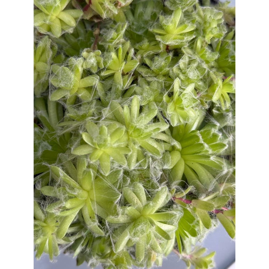 ROJNIK|Sempervivum doniczka 13cm wysokość 15cm