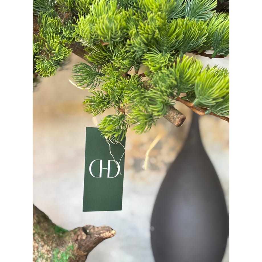 Bonsai iglaste na naturalnym pniu