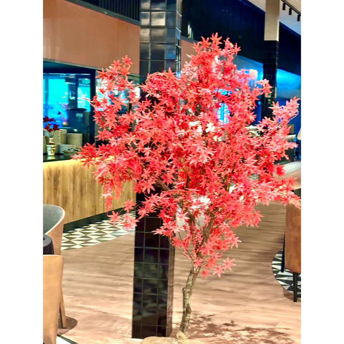 Drzewo klon palmowy z czerwonymi liśćmi na naturalnym pniu 250 cm x 250 cm