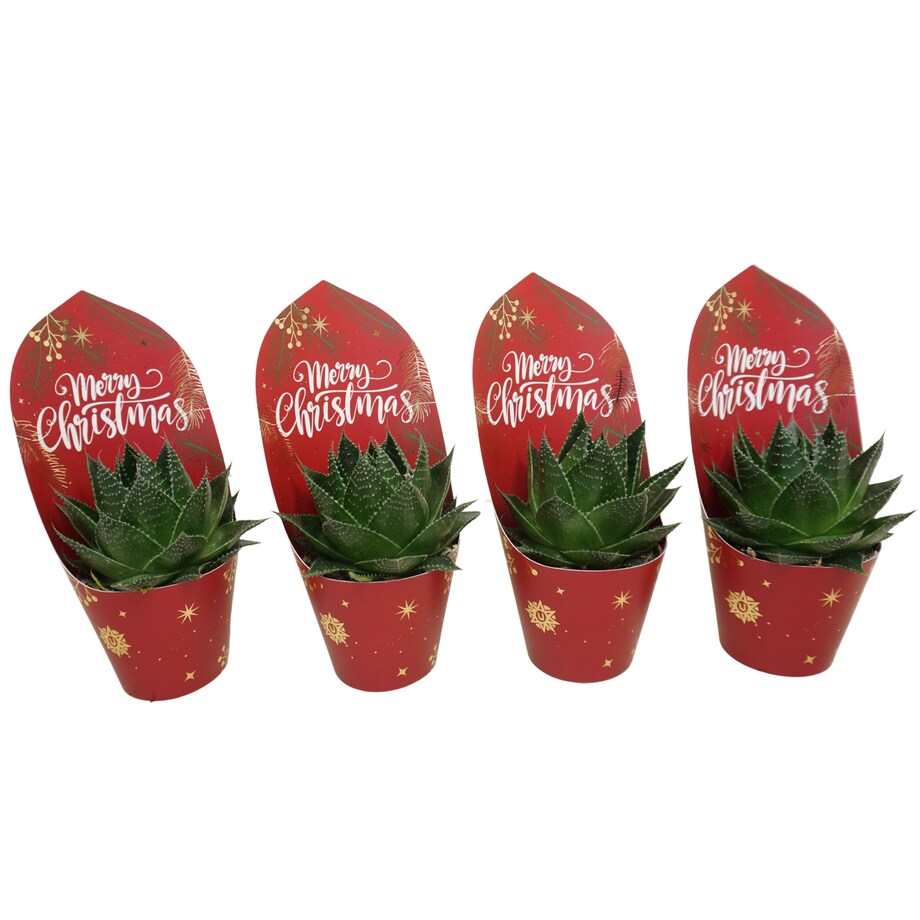 Zestaw 4 roślin Aloe-etykieta świąteczna Ø8,5 cm | Wysokość 22 cm