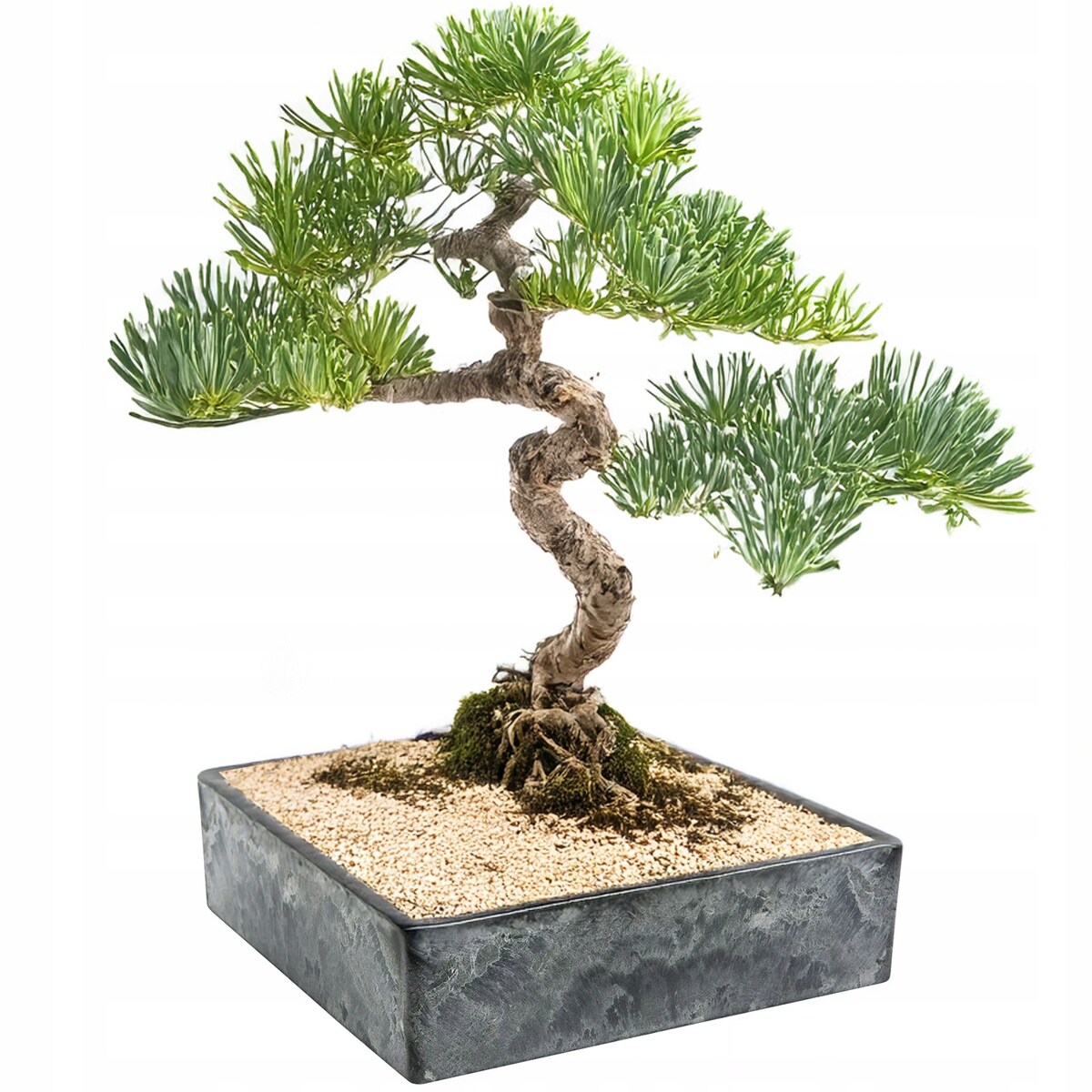 DONICZKA NA BONSAI 25x25cm KWADRATOWA NISKA PŁYTKA IMITACJA MARMURU DUŻA