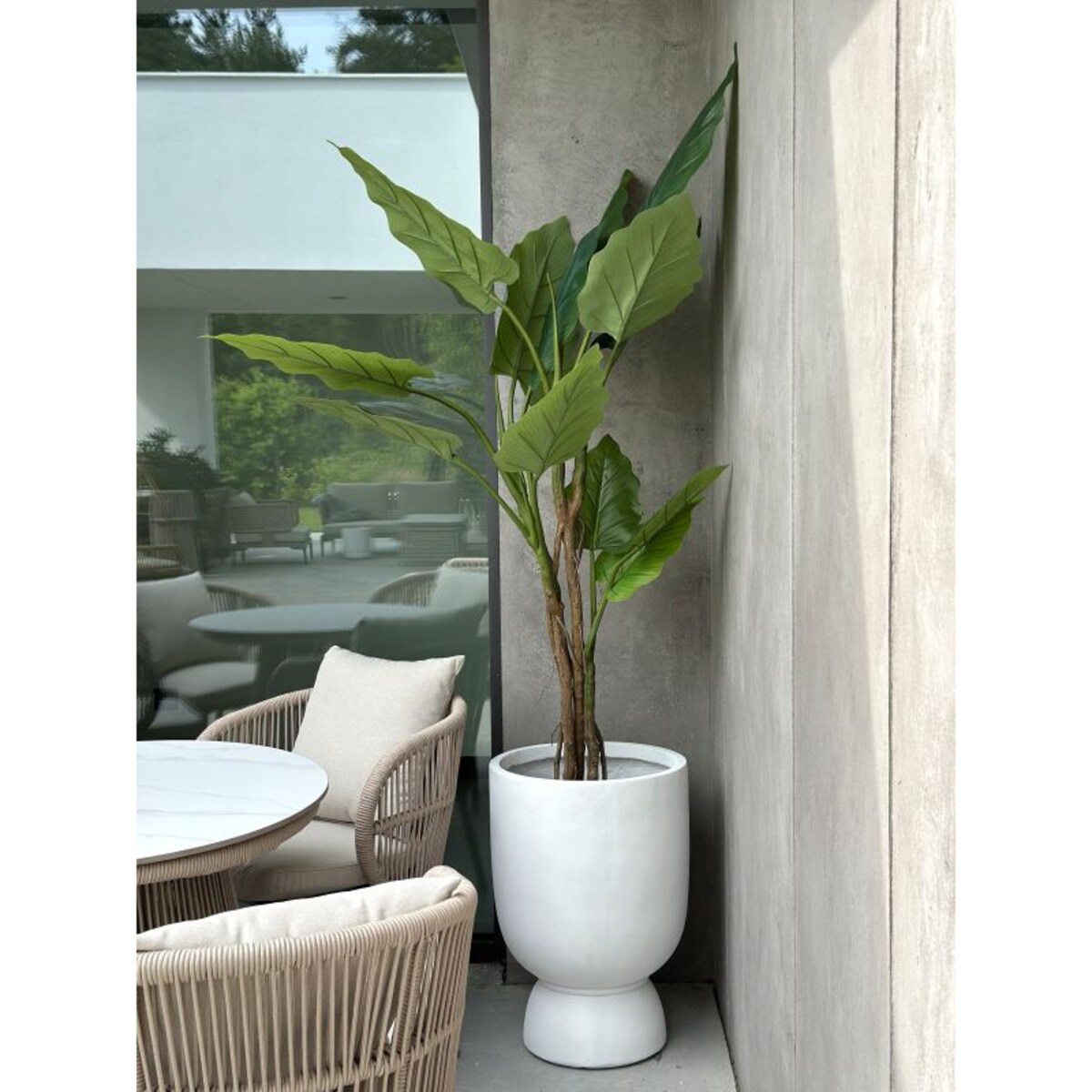 DRZEWKO FILODENDRON XXL