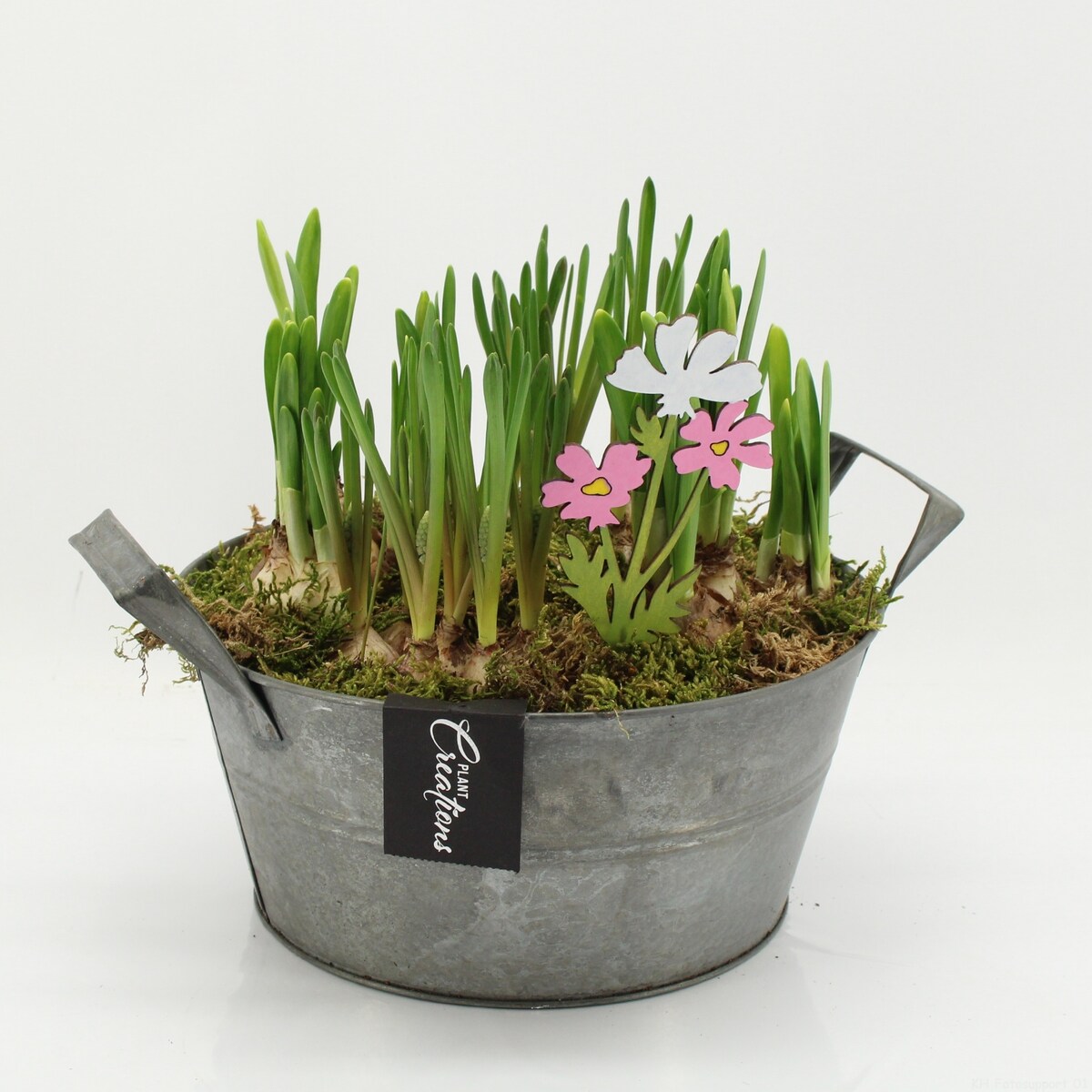 Kompozycja cebulowa doniczka 23cm wysokość 20-40cm - Narcyzy&Muscari