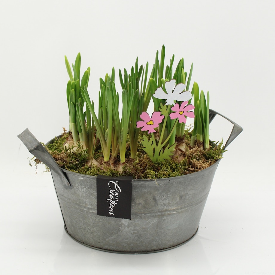 Kompozycja cebulowa doniczka 23cm wysokość 20-40cm - Narcyzy&Muscari