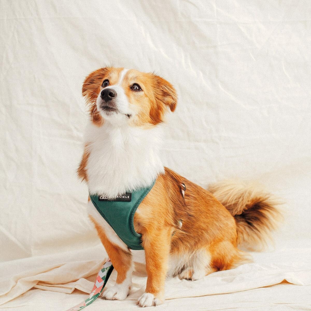 Szelki bezuciskowe dla psa lub kota "Więcej niż jedno zwierzę" - Szerokość taśmy: 25mm, Rozmiar: S