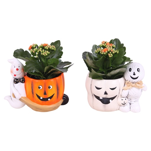 Zestaw 2 roślin Kalanchoe Halloween Ghost / Mummy | Doniczka ceramiczna Ø18 cm | Wysokość ok. 20 cm