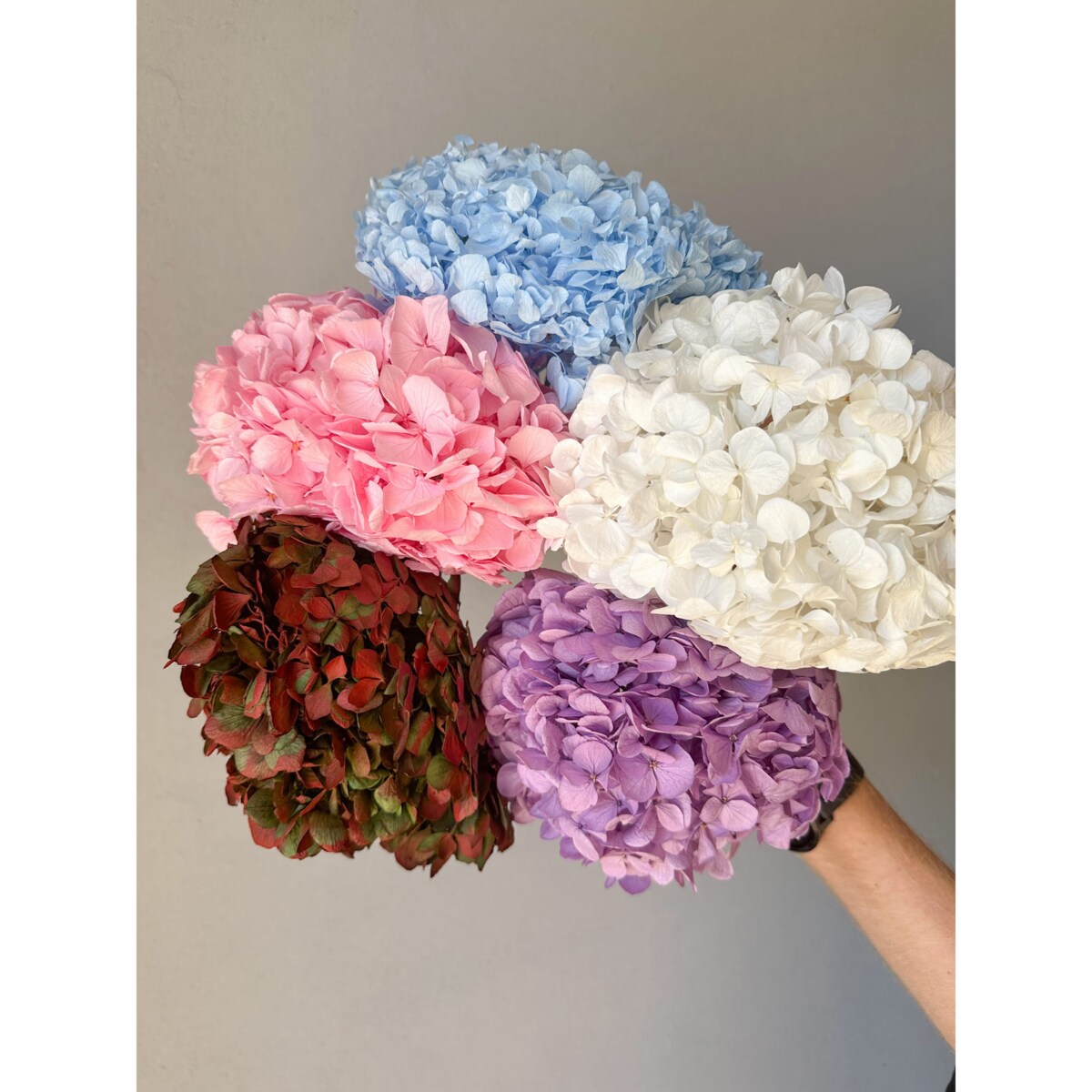 Stabilizowana hortensja fioletowa