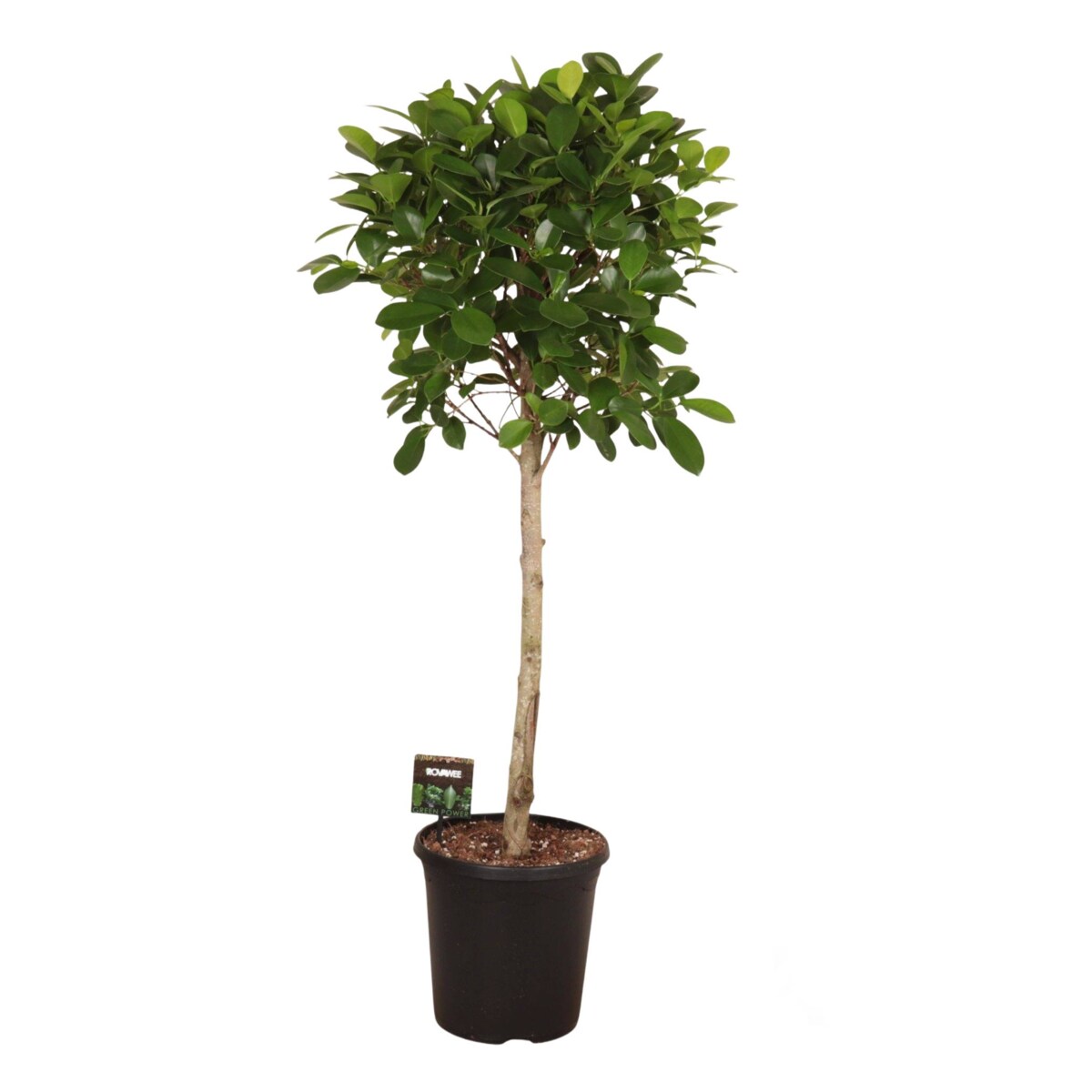 Fikus microcarpa Moclame XXL | Doniczka Ø 23 cm | Wysokość ok. 110 cm