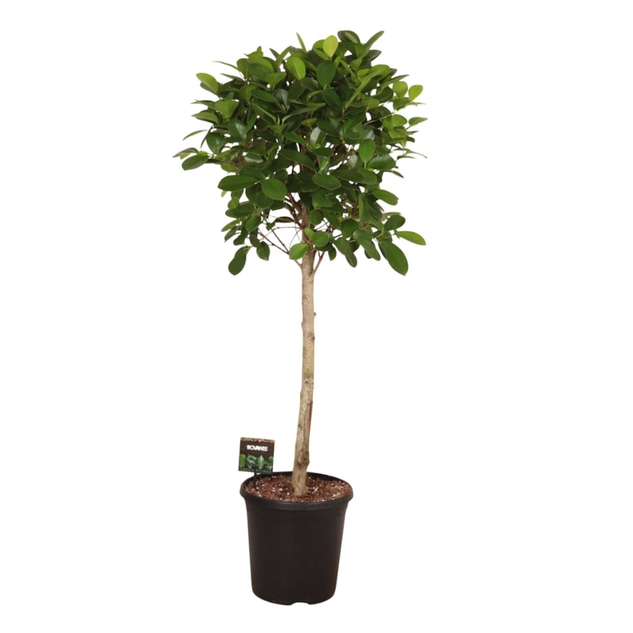 Fikus microcarpa Moclame XXL | Doniczka Ø 23 cm | Wysokość ok. 110 cm