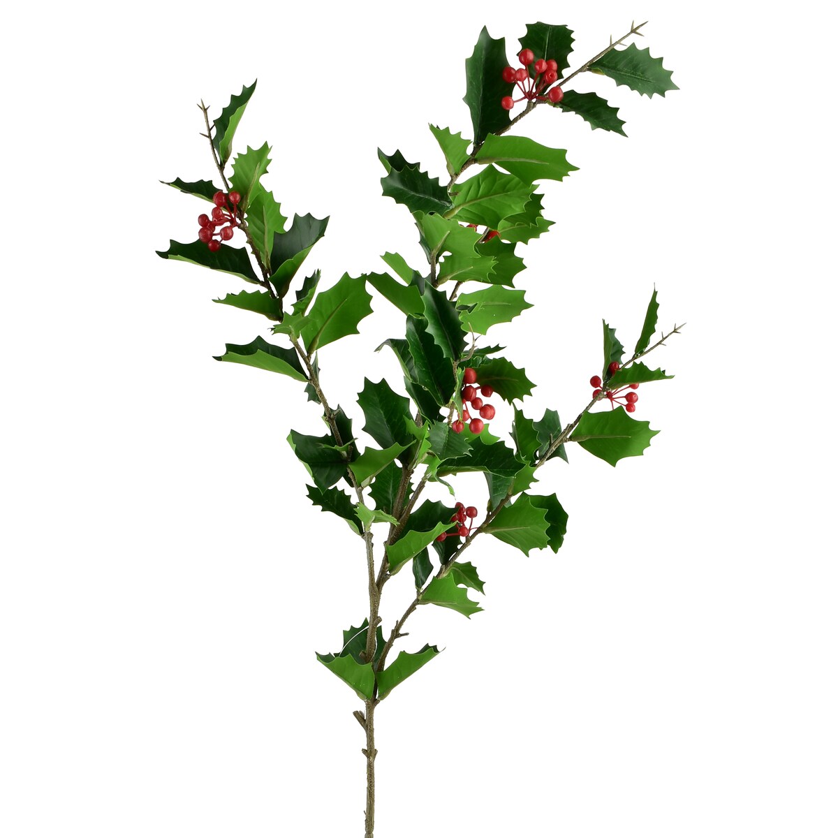 Gałązka Ostrokrzewu Viridis