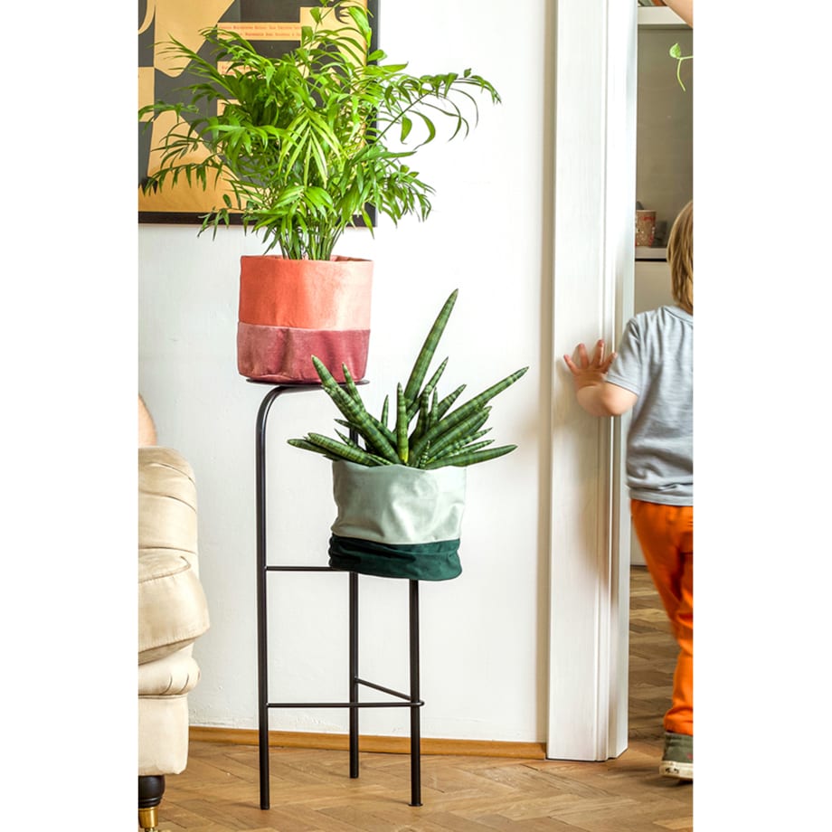 Kwietnik Mezalians czarny